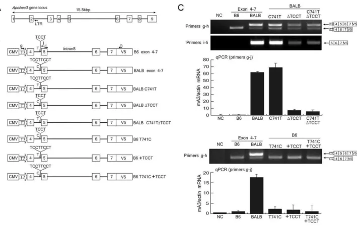 Figure 4. The impact of TCCT repeat numbers on exon 5 inclusion in mA3 mRNA splicing. (A) Schematic representation of the genomic DNA structure of the Apobec3 gene locus