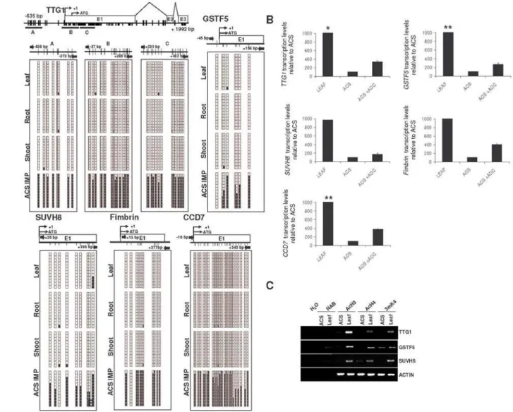 Figure 3. Genomic DNA methylation status of reactivated genes in leaf and Arabidopsis cell suspensions (ACS)