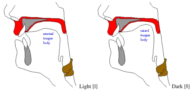 Figure 1: Articulation of [l] and [ ]. 