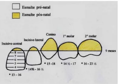 Figura 1 - Cronologia de calcificação dos dentes decíduos, mostrando a  progressão da mineralização que se inicia na borda incisal ou oclusal e 