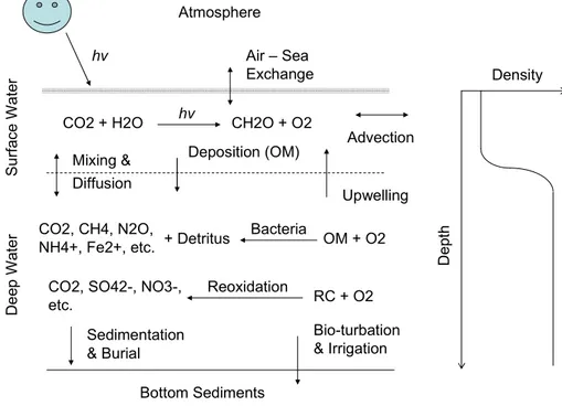 Fig. 1. Major mechanisms of production and consumption for dissolved oxygen (DO) in the coastal environment