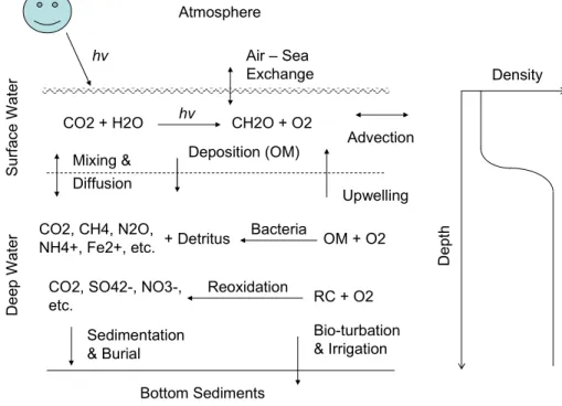 Fig. 1. Major mechanisms of production and consumption for dissolved oxygen (DO) in the coastal environment