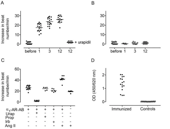 Figure 1. Rat a 1A -AR-AB detection. (A and B) Ordinate shows neonatal rat cardiomyocyte spontaneous beating rate; abscissa shows the immunization time point