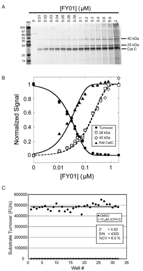 Figure 3. Cat C-specific fluorogenic assay in rat liver lysates. A. Labeling of Cat C with FY01