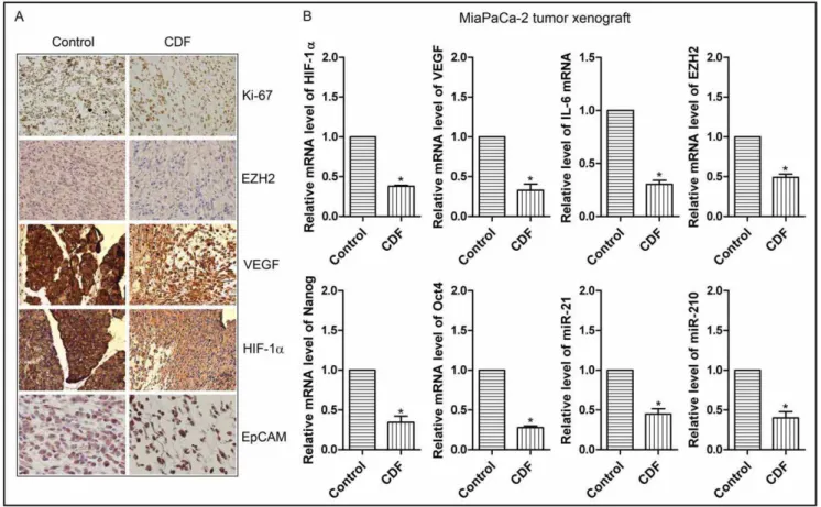 Figure 6. CDF decreased the expression of cell proliferation marker Ki-67, and other markers of tumor aggressiveness such as HIF- HIF-1a, VEGF, EZH2, EpCAM as well as the expression of HIF-HIF-1a, VEGF, IL-6, EZH2, Nanog, Oct4 mRNAs, miR-21, and miR-210 in