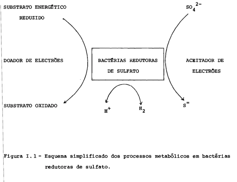 Figura I. 1 - Esquema simplificado dos processos metabólicos em bactérias redutoras de sulfato.