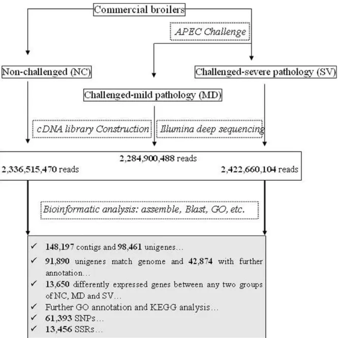 Figure 1. Schematic of Illumina EST analysis. It includes sample preparation, cDNA library construction and Illumina sequencing, data analysis including assemble, blast, GO annotation, gene expression analysis, etc.