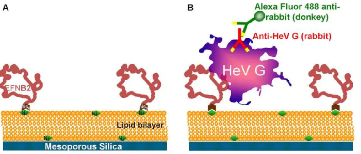 Figure 1. Scheme to produce synthetic protocells. a: planar or spherical nanoporous SiO 2 surface with a lipid bilayer and EFNB2 binding protein
