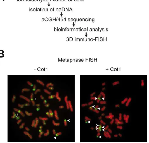 Figure 1. Genome-wide analyis of nucleolus-associated DNA. (A) Experimental strategy. (B) 2D FISH analysis of nucleolus-associated DNA on human female lymphocyte metaphase spreads in the absence (-Cot1) or presence (+Cot1) of Cot1 competitor DNA