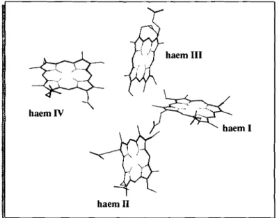 Figure 1.5. Haem core of cytochrome C3 from Desulfovibrio gigas, The haems are numbered according to the order of attachment to the polypeptide chain