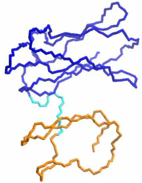 Figure  1-2 Example of two domains in the desufloferrodoxin  monomer (Coelho and others 1997), in dark blue and in orange