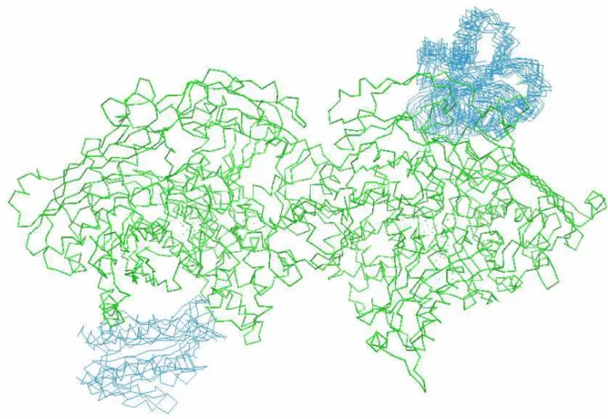 Figure 7-2 Two clusters of models for the docking simulation of Aldehyde Oxidoreductase (Rebelo and others  2001), in green, complexed with an homology model for flavodoxin