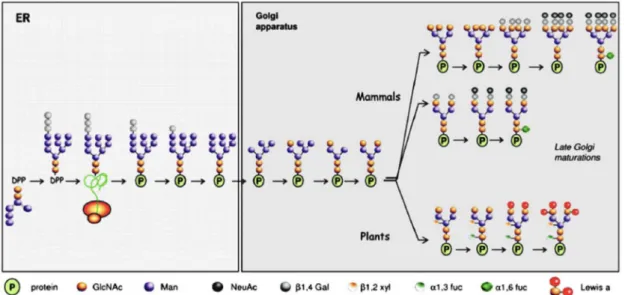Figura 1: Adição e processamento de N-glicanos no retículo endoplasmático e no complexo de Golgi em plantas e  mamíferos (Liénard et al., 2007) 