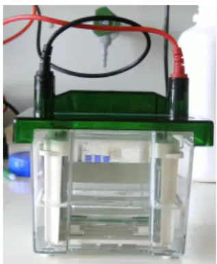 Figura 4: Tanque Mini-Protean ®  3Cell Bio-Rad com amostras a migrar 