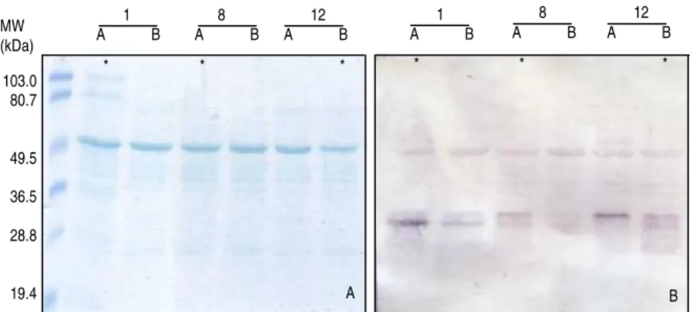 Figura  8:  SDS-PAGE  (A)  e  Western  blotting  (B)  de  extracto  de  folhas  de  Arabidopsis  transgénica  expressando EPO na forma secretada (As linhas melhores expressoras selecionadas para o trabalho estão  assinaladas com *) 