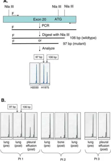 Table 2) showed only the 106-bp fragment (Figure 3A). These data show that this test can readily indicate the absence or presence of the mutant allele in DNA samples