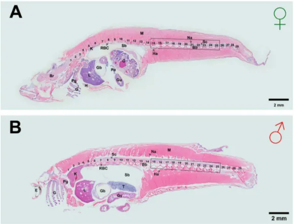 Figure 3. Plasma estrogen levels in aging female (left) and male (right) Japanese medaka O ryzias latipes 