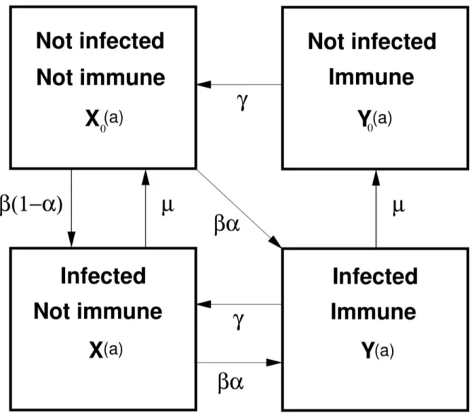 Figure 1. Transmission model for E.multilocularis in foxes. State variables are: X 0 (a), X (a), Y 0 (a) and Y (a), where X 0 (a) represents the proportion of hosts (foxes) which are not infected and not immune at age a, the other state variables are simil