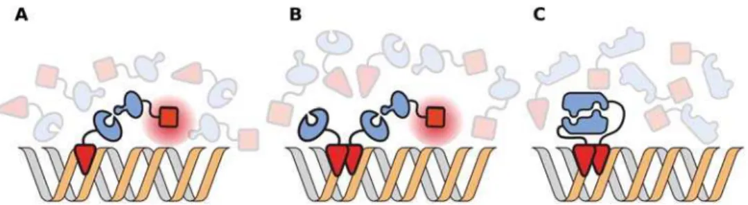 Figure 2A features a portion of the methodology used by He and Zhang to test this. They compared the ages of gene duplicate pairs to the union of their interacting partner sets