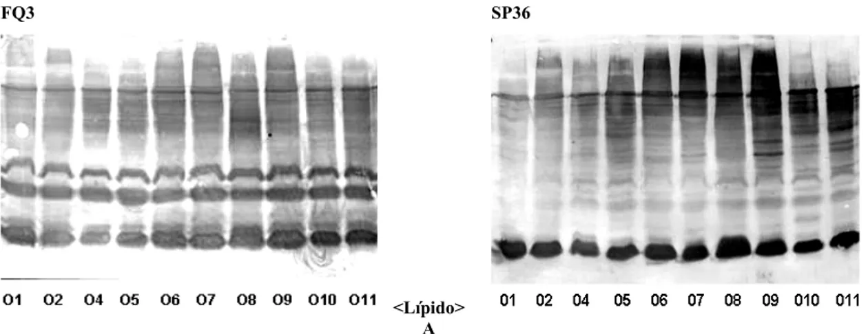 Figura 3. Western blot de 10 cepas de Pseudomonas aeruginosa para evaluar el reconocimiento hacia antígenos de células completas   de los sueros FQ3 (paciente con fibrosis quística) y suero SP36 (paciente con sepsis nosocomial), con alto reconocimiento hac