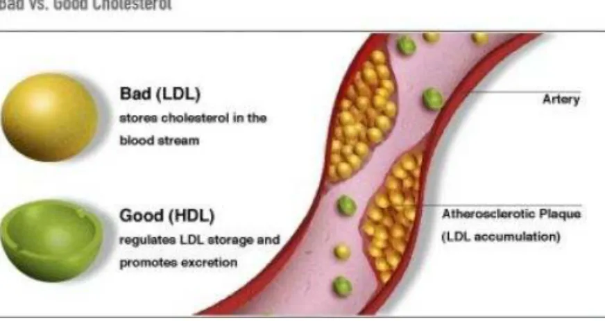 Figura 1.11: Lipoproteínas de baixa (LDL) e alta densidade (HDL) (http://z.hubpages.com/u/276475_f496.jpg).