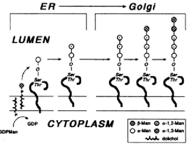 Figure 1.7 – Pathway of O-glycosylation in E.R. and Golgi of Saccharomyces cerevisiae  (Herscovics, et al., 1993) 