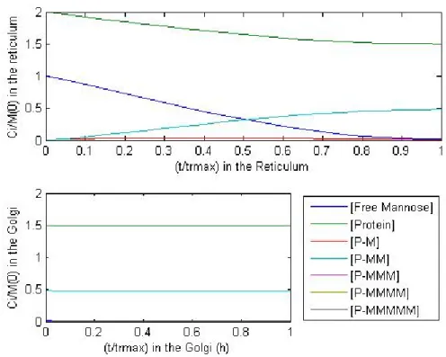 Figure 3.13 - Deterministic model results with a ratio of C P ⁄ C M 0  of 2; and 100 mannose  molecules at the entrance of PFR