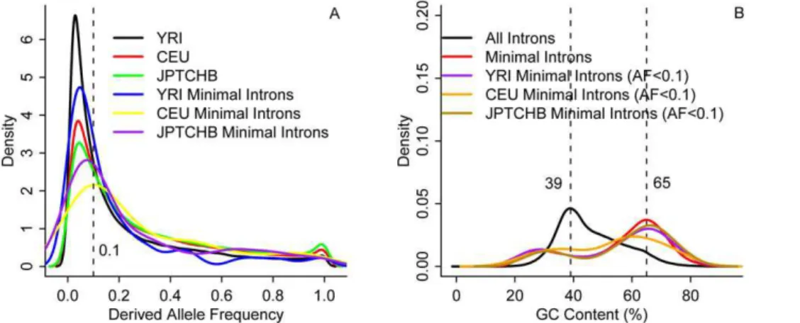 Figure 1. Estimation of key parameters. The distributions of derived allele frequency or DAF (A) and GC content (B) of minimal introns among the three studied populations: Africans (YRI), Europeans (CEU), and Asians (JPTCHB)
