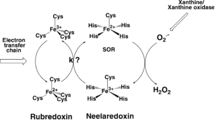 Fig. 8 Part of the electron transfer pathway implicated in the superoxide detoxiﬁcation of Tp: scheme of electron transfer between rubredoxin and the superoxide reductase neelaredoxin