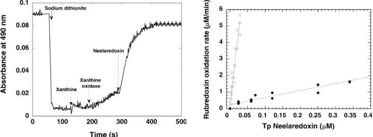 Fig. 6 Kinetics of superoxide-mediated electron transfer between Tp rubredoxin and Tp neelaredoxin, at 490 nm