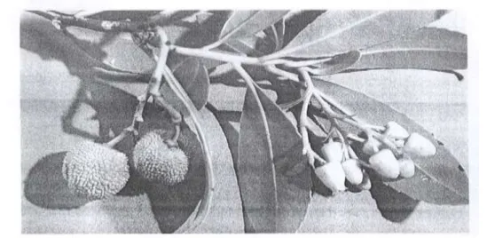 Figura 1.1.0 Flores e frutos do medronheiro. Mostra-se a ocorrência em simultâneo  da floração e maturação do fruto na planta