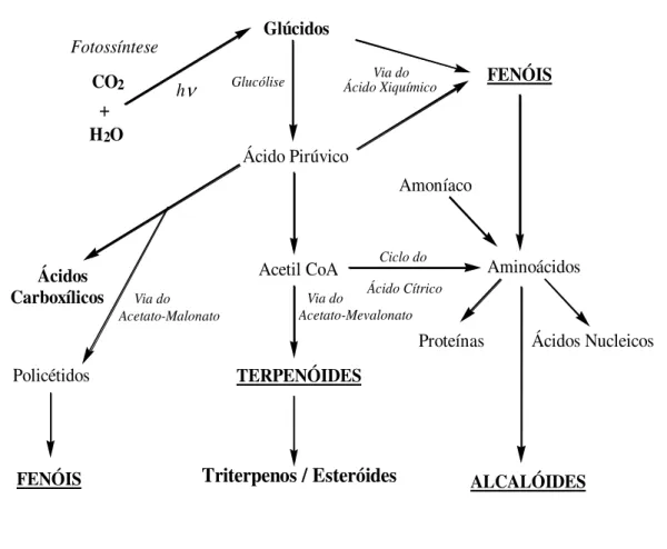 Figura  1.2.0    Origem  biossintética  dos  principais  grupos  de  metabolitos  secundários  (esquema adaptado)