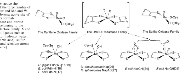 Fig. 1 Top: active-site structure of the three families of mononuclear and Mo and W enzymes