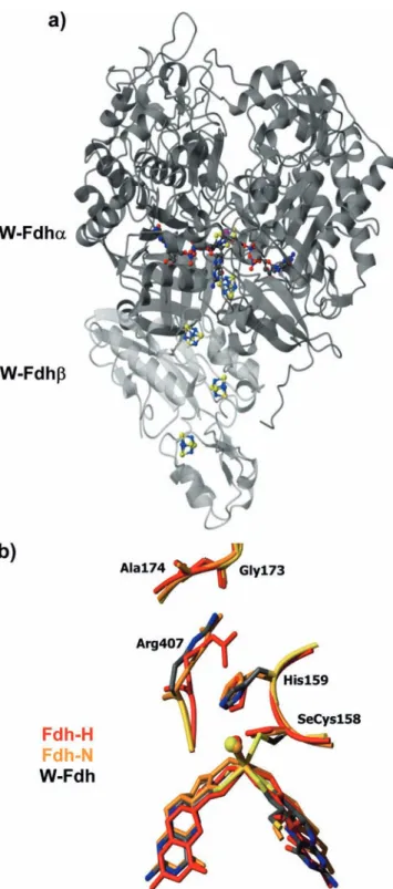 Fig. 2 (a) Overall structure of D. gigas W-Fdh. W-Fdha is shown in dark gray, W-Fdhb in light gray