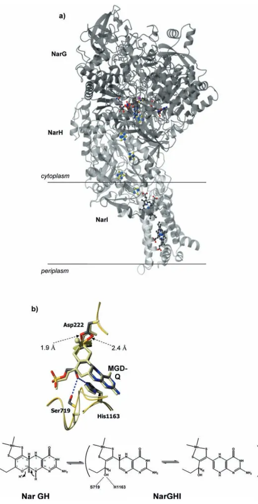 Fig. 4 (a) Overall structure of NarGHI. NarG is represented in dark gray, NarH in gray, and the membrane-bound NarI in light gray