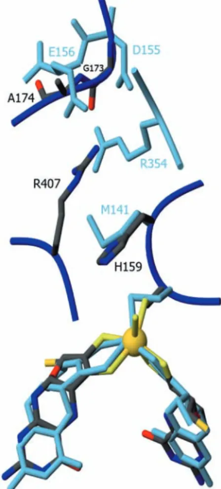 Fig. 5 Comparison of the Nap and Fdh active sites. Superposition of W-Fdh (color-coded) and NapA (light blue)
