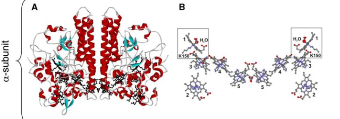 Fig. 2 Structure of the a-subunit of Desulfovibrio desulfuricans ccNIR (1OAH.pdb). a View of the dimer structure with the backbone colored according to secondary structure and the heme groups are colored black