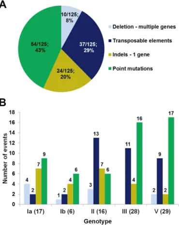 Fig 3. Relative frequency of the different types of mutations possibly responsible for the lack of capsule expression in GBS