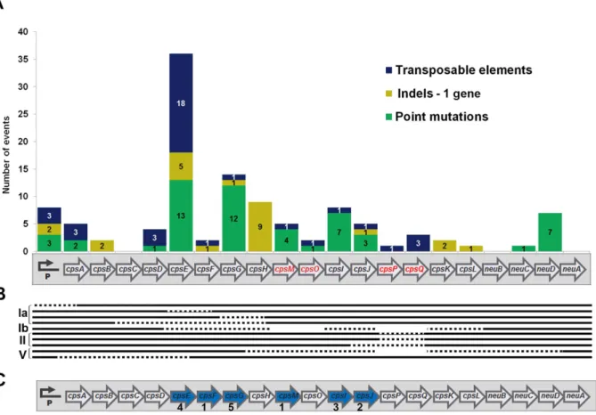 Fig 4. Different kinds of genetic alterations detected in the GBS cps operon. (A) Distribution of 37 transposable elements (blue), 24 insertion or deletion (indels) targeting a single gene (light green) and 54 point mutations (dark green) scattered across 