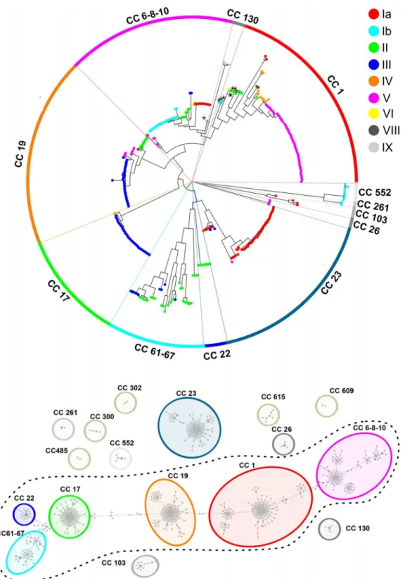 Fig 1. GBS SNP-based and MST-based phylogenetic trees. (A) SNP-based Neighbor-joining phylogenetic tree
