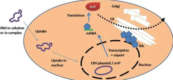Figure  1.3  –  Schematic  representation  of  the  HEK293-EBNA1  transient  expression  system