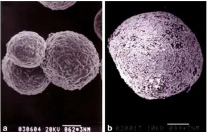 Figure  1.5  –  Scanning  electron  microscopic  observations  of  the  HEK  293  cell  aggregates  in  perfusion culture