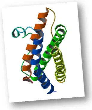 Figure 1.6 – 3D structure of hu