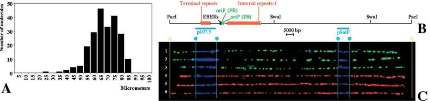 Figure 3. SMARD Performed on PacI-Linearized EBV Episomes Replicated in Raji Cells