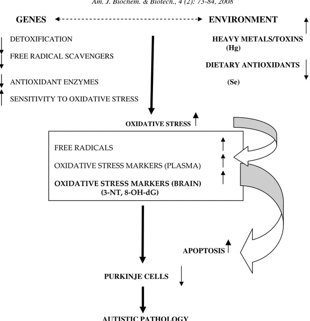 Fig. 3:  A potential model of oxidative-stress-mediated gene-environment interactions in autism   being  involved  in  Parkinson’s  disease,  Alzheimer’s 