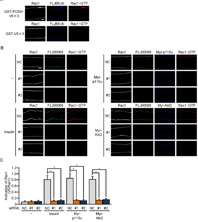 Fig 3. FLJ00068-dependent activation of Rac1 in mouse gastrocnemius muscle fibers. (A) The expression vector for FLJ68ΔN was introduced into gastrocnemius muscle fibers of wild-type mice