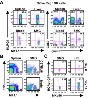 Figure 3. SMG NK cells become activated and induce the expression of KLRG1 during MCMV infection