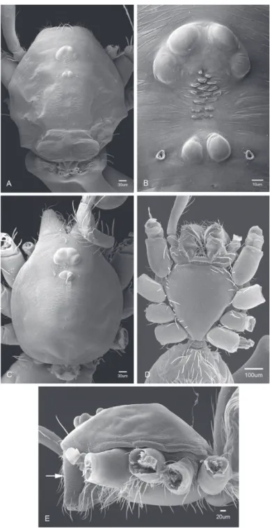Figure 10. General morphology of Tayshaneta species. A T. microps (Gertsch, 1974) male, Government  Canyon Bat Cave, carapace dorsal view B T
