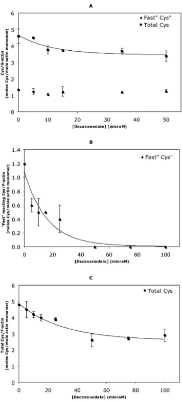 Fig. 7 Frozen aqueous solution X-band EPR spectra of 25 mM decavanadate (vanadate total) in (A) 2 mM Tris (pH 7.5), 0.2 mM CaCl 2 , 0.2 mM ATP with (B) 100 mM G-actin or (C) 100 mM F-actin