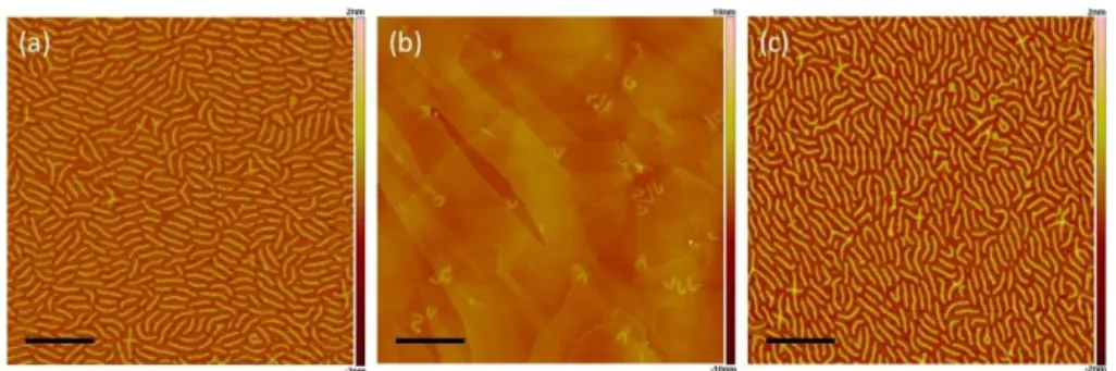 Figure  2-1 (58)  AFM  images  of  molecular  bottlebrushes  as  presented  in  the  article:  (a)  PBIEM-graft- PBIEM-graft-P( n BA), (b) PBIEM-graft-PS t , and (c) PBIEM-graft-PDEGA